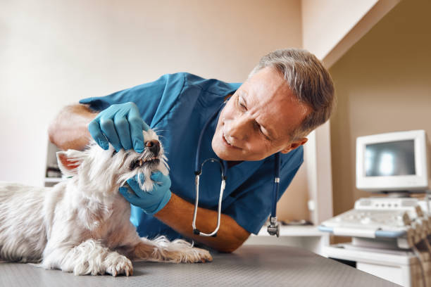 Best Emergency Denture Repair in Marion, VA
